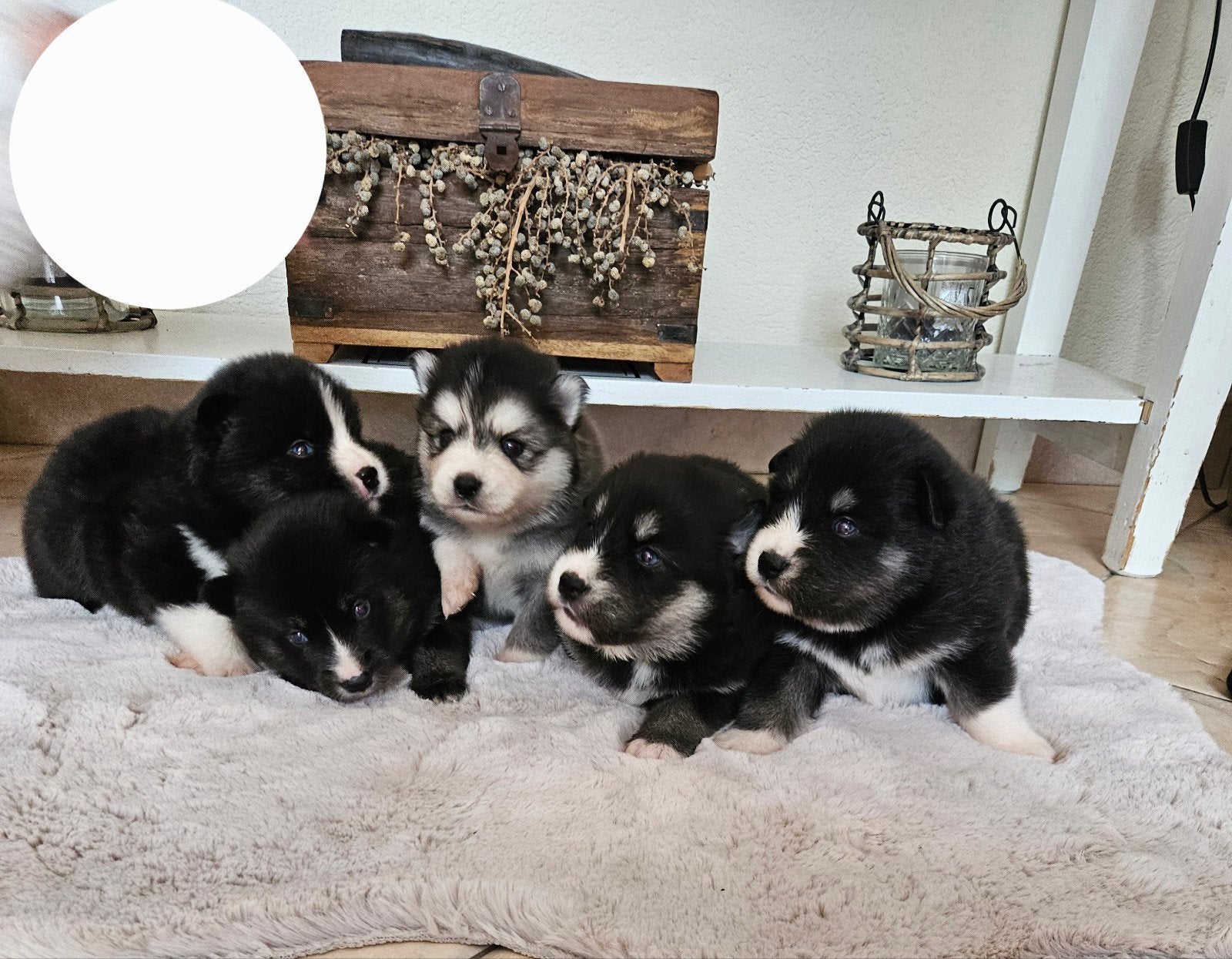 Pomsky pups met blauwe oogjes, Dieren en Toebehoren, Honden | Poolhonden, Keeshonden en Oertypen, 8 tot 15 weken, Meerdere, Meerdere dieren