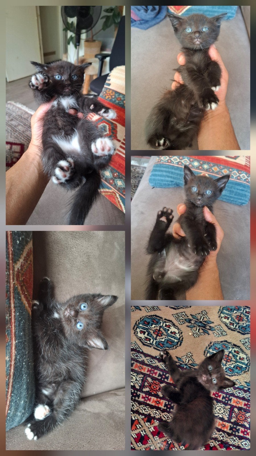 Prachtige kittens half Birman, Ontwormd