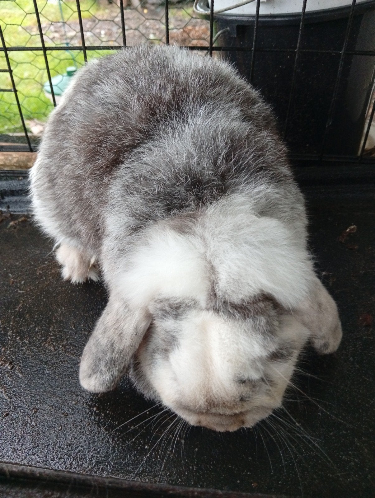 mooi hangoor konijn, Dieren en Toebehoren, Mannelijk, Hangoor