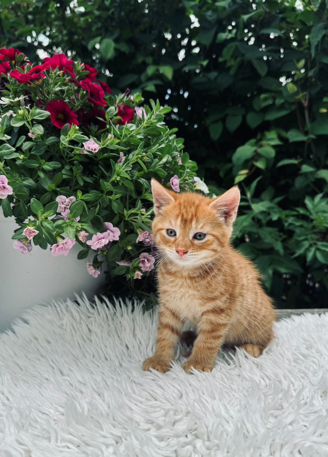 2 nestjes prachtige kittens klaar voor nieuw thuis, Meerdere dieren