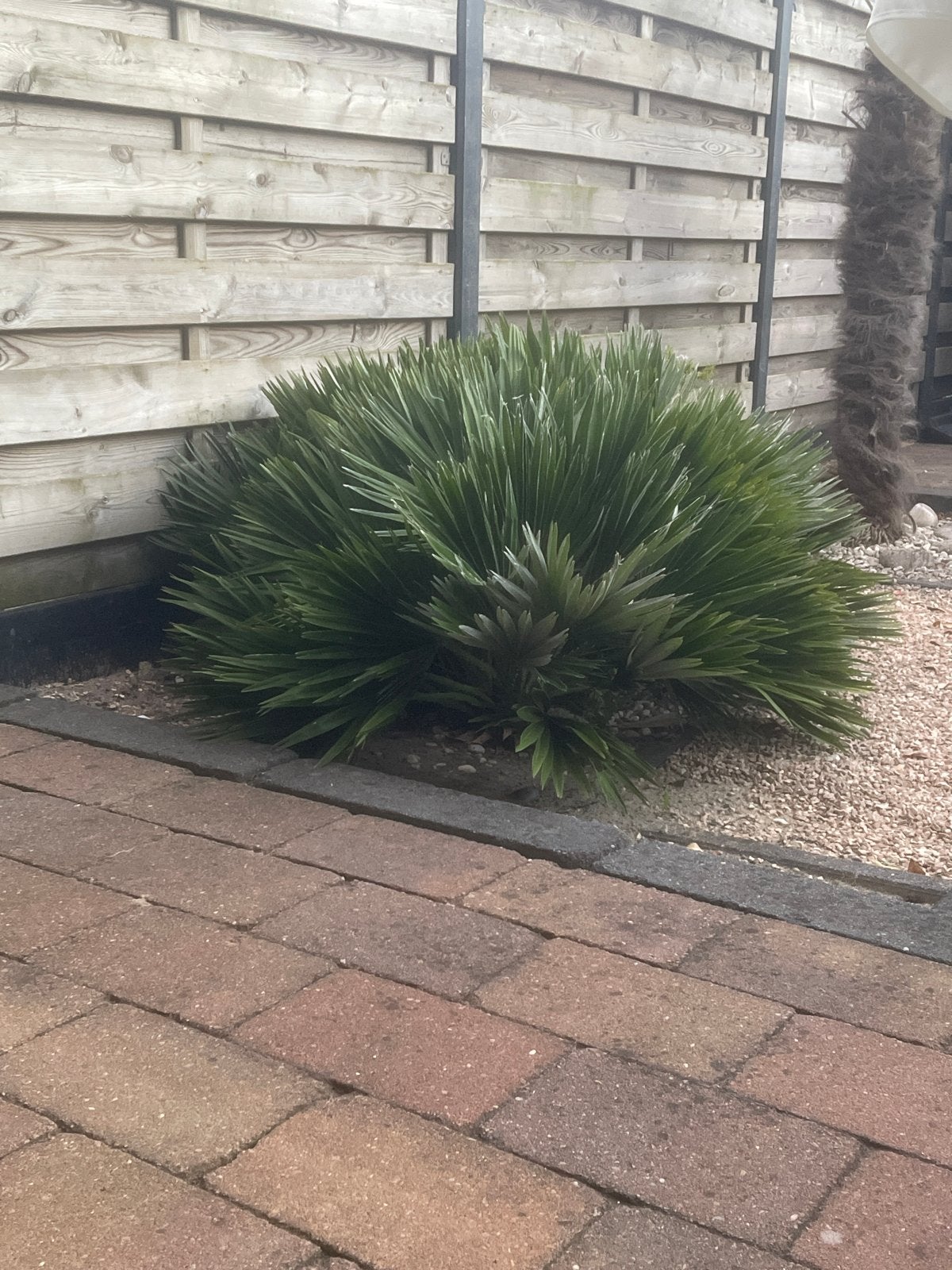 Dwergpalm 'Vulcano' - Compacte en winterharde palm, Volle zon, Vaste plant, Bloeit niet, Ophalen