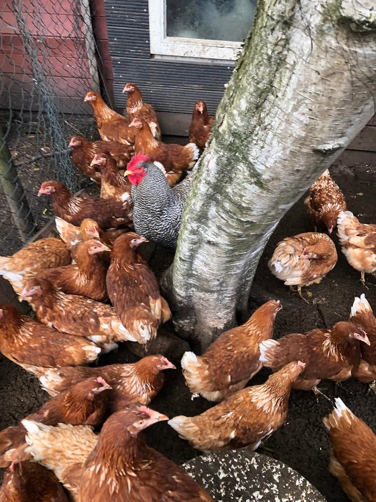 Bruine jonge leghennen lohman 21 week, Dieren en Toebehoren, Pluimvee, Vrouwelijk, Kip