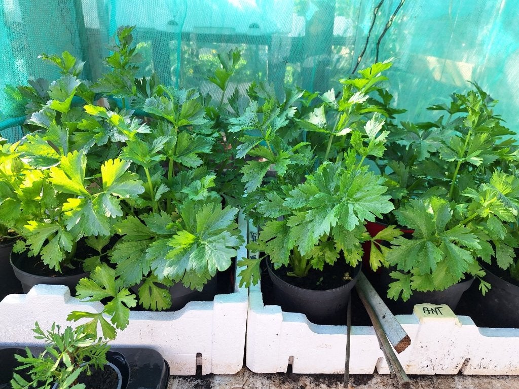 Surinaamse groente planten, Tuin en Terras, Planten | Tuinplanten, Volle zon, Eenjarig, Zomer, Ophalen