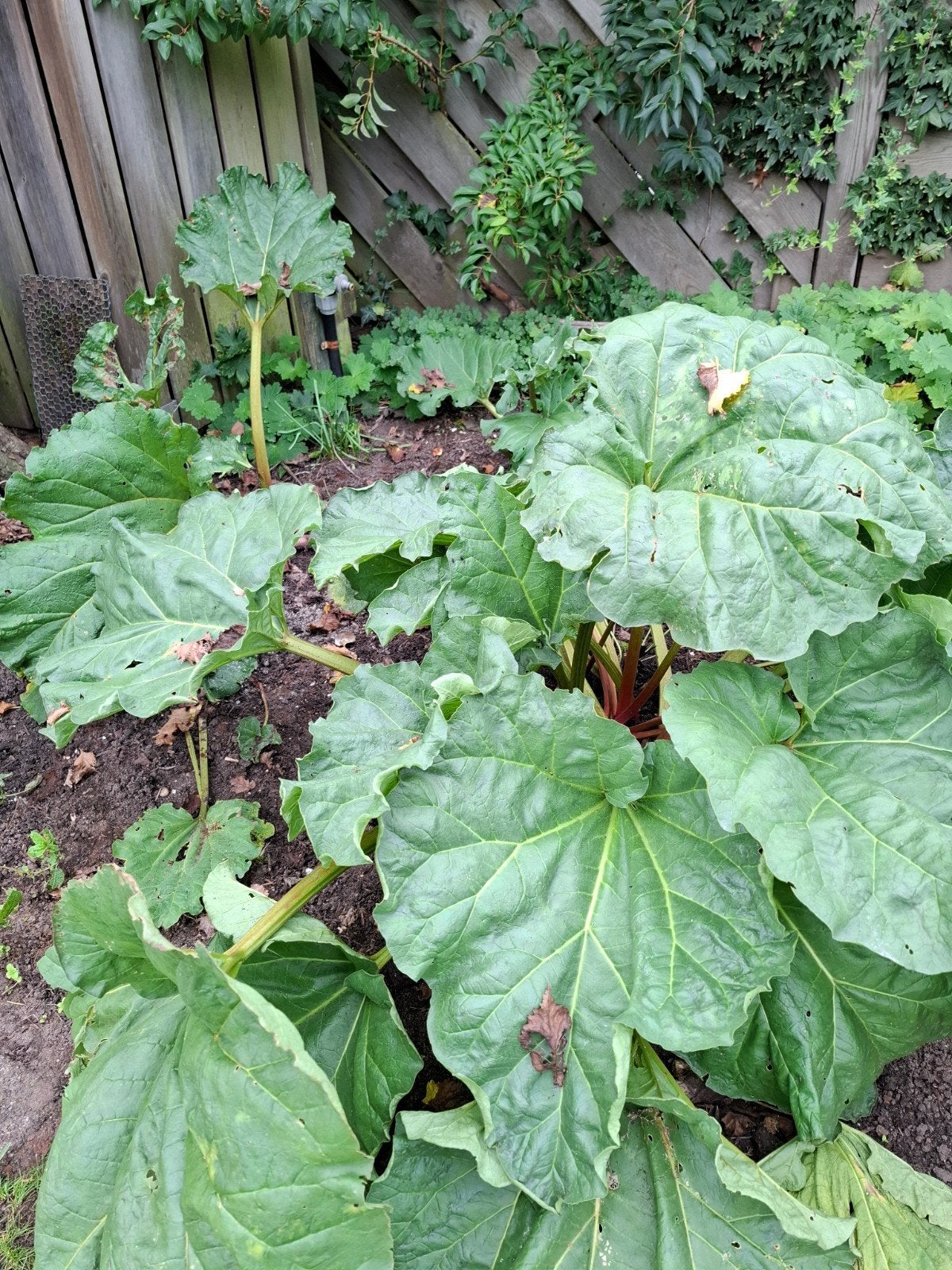 Verse Rabarberplanten - Ideaal voor uw moestuin!, Ophalen, Vaste plant, Groenteplanten, Volle zon