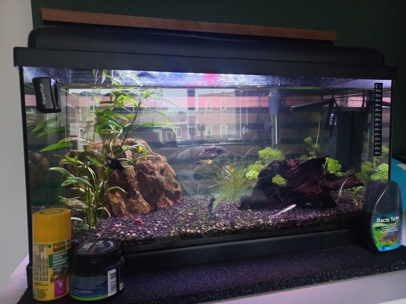 aquarium 60 liter, Ophalen, Gevuld zoetwateraquarium