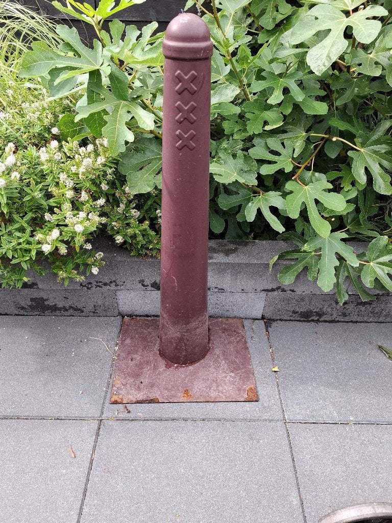 Amsterdammertje, Ophalen, Eenjarig, Overige soorten, Volle zon