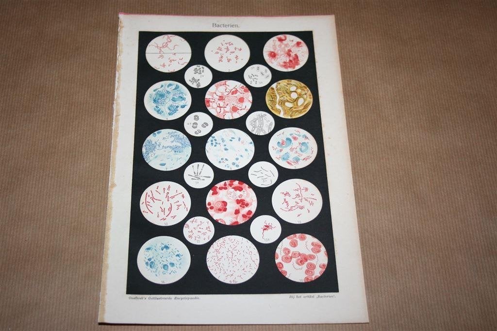Antieke kleurenlitho - Diverse soorten bacteriën - Circa 190, Ophalen of Verzenden