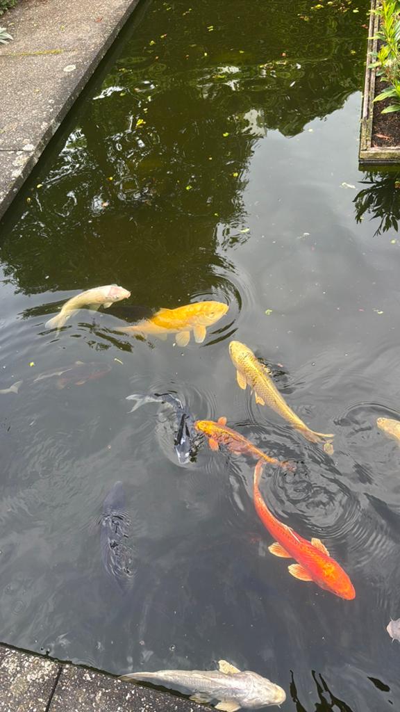 18 Koi Karpers, Dieren en Toebehoren, Karper of Koi
