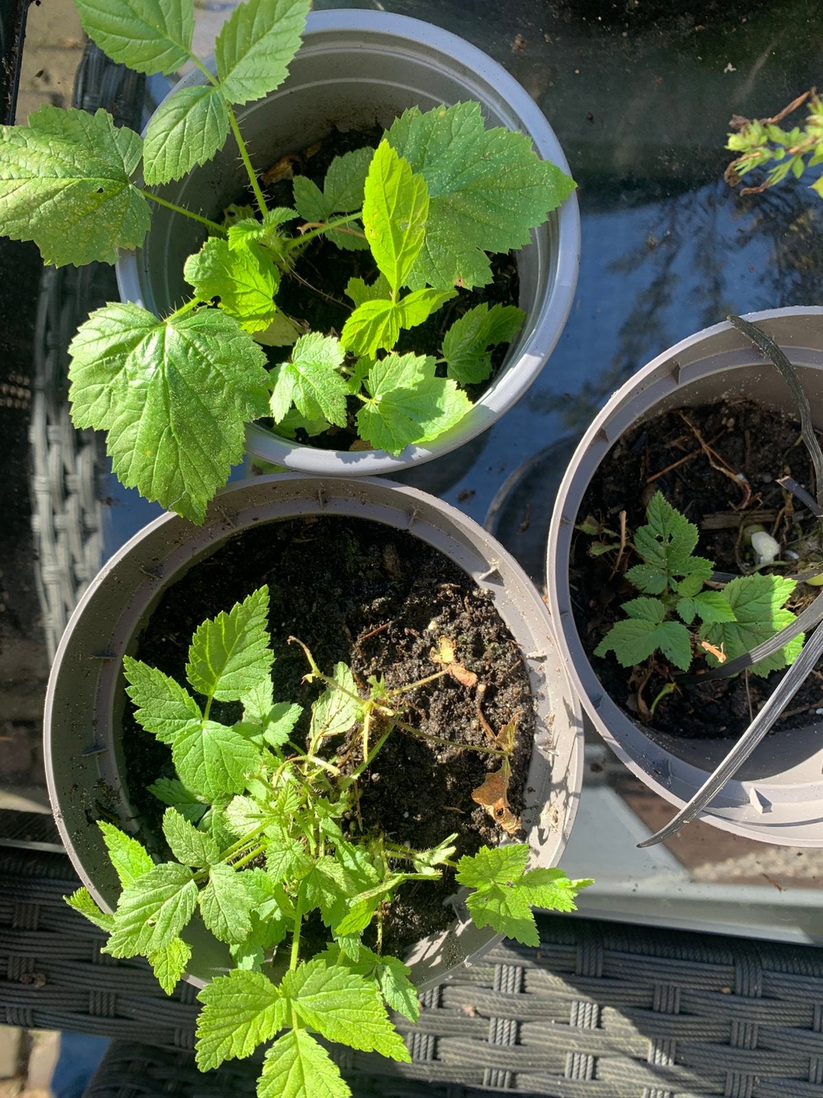 5 laatste frambozen plantjes, Tuin en Terras, Ophalen of Verzenden, Eenjarig, Groenteplanten, Volle zon