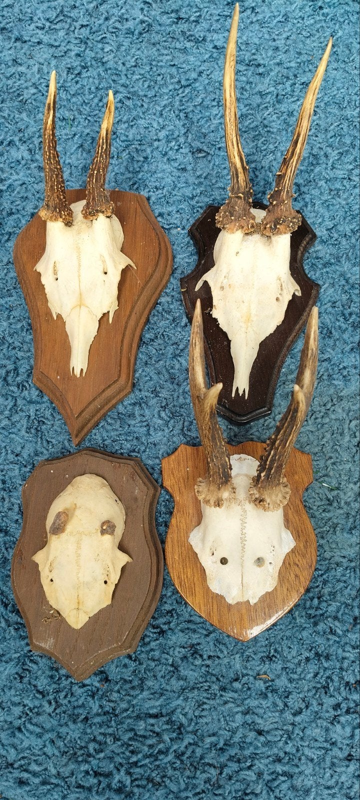 Geweitjes+ kaak., Ophalen of Verzenden