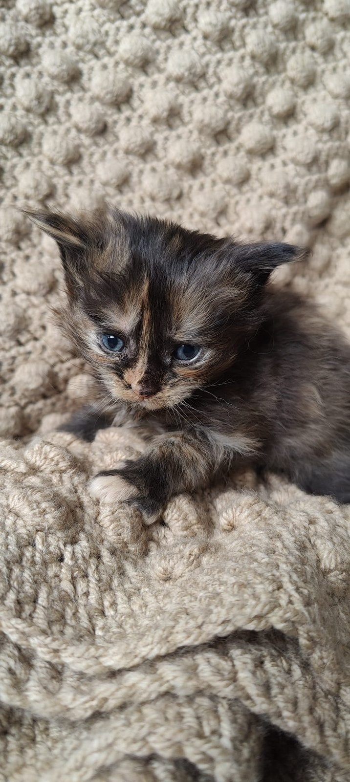 Halve main coone kittens, Meerdere dieren, Ontwormd, 0 tot 2 jaar