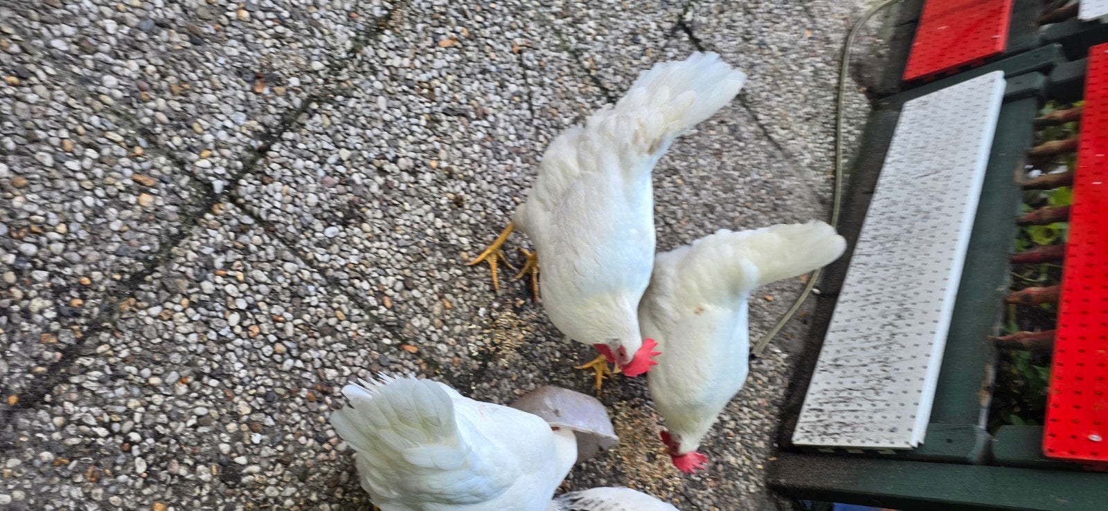 Witte leghorn kippen 20 weken, Dieren en Toebehoren, Vrouwelijk, Kip