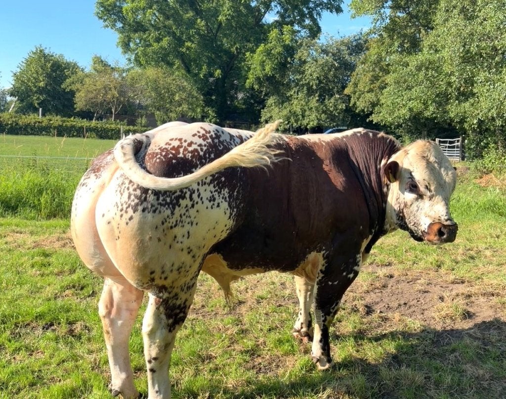 Verbeterd roodbonte witrug dikbil dekstier stier, Mannelijk, 0 tot 2 jaar