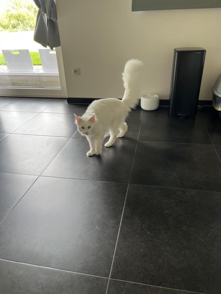 Maine coon, Dieren en Toebehoren, Poes