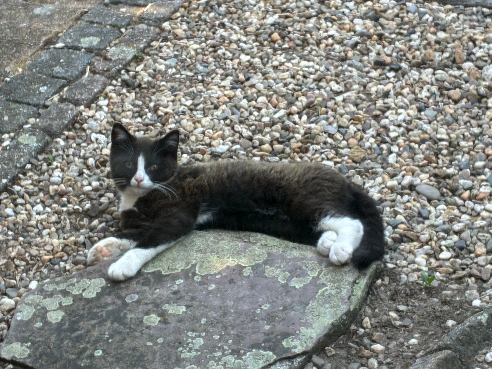 Zwart wit halflangharig katertje, Dieren en Toebehoren, Kater, Kortharig, 0 tot 2 jaar