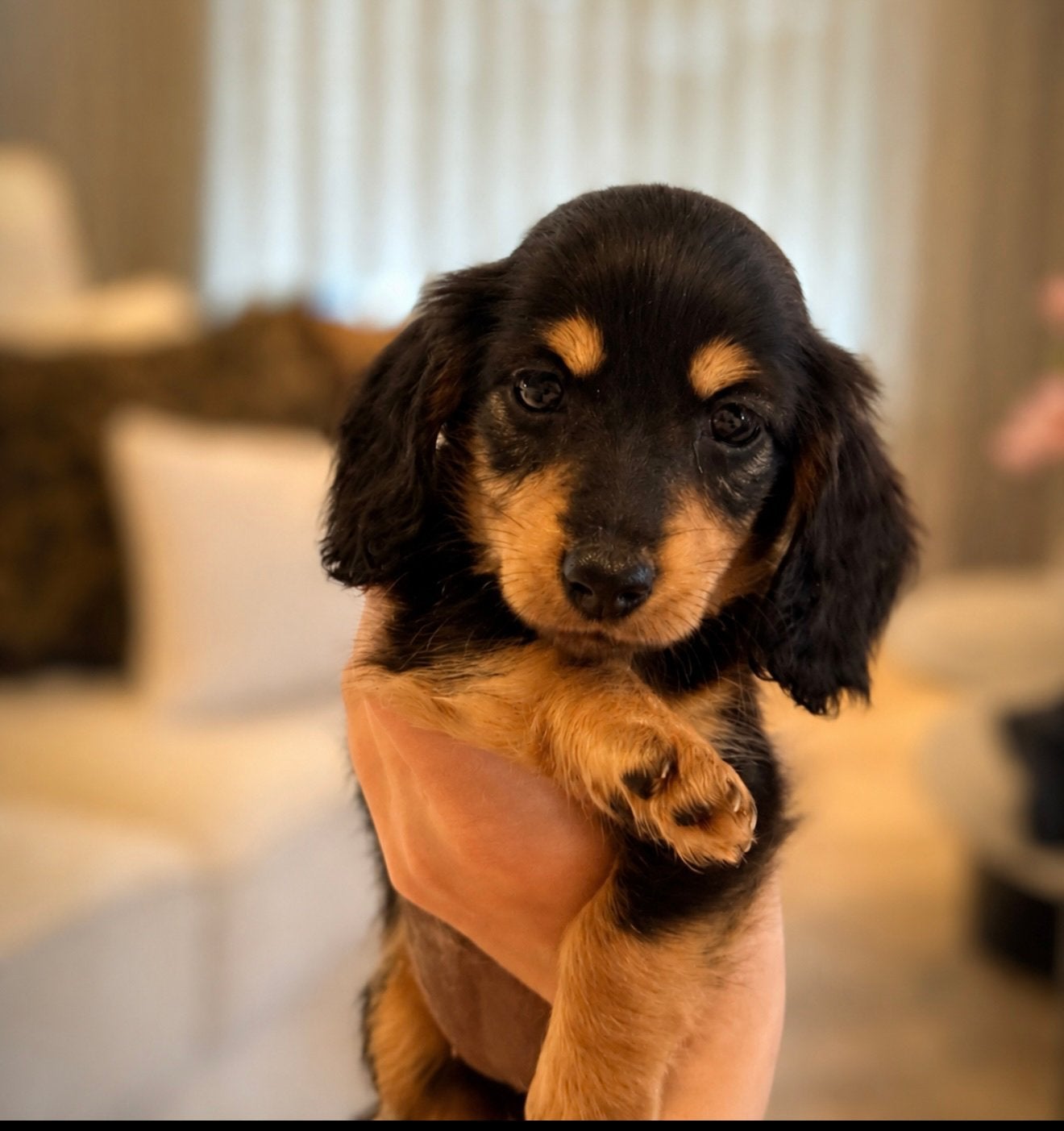 Prachtige langhaar Kaninchen/Dwerg Teckelpups, Parvo, 8 tot 15 weken, Dwerg, Langhaar
