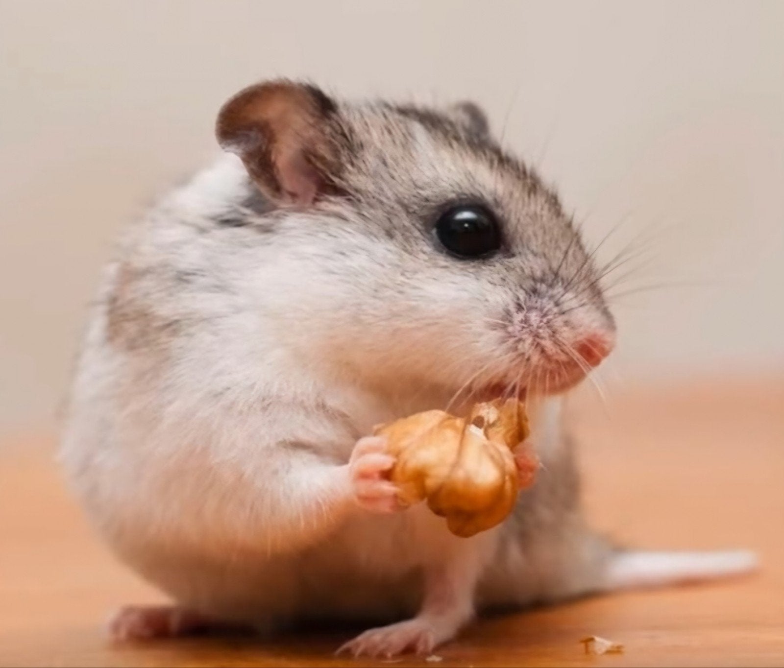 Jonge handtamme Chinese dwerghamsters kinderen gewend, Dieren en Toebehoren, Hamster, Juli, Meerdere dieren, Tam