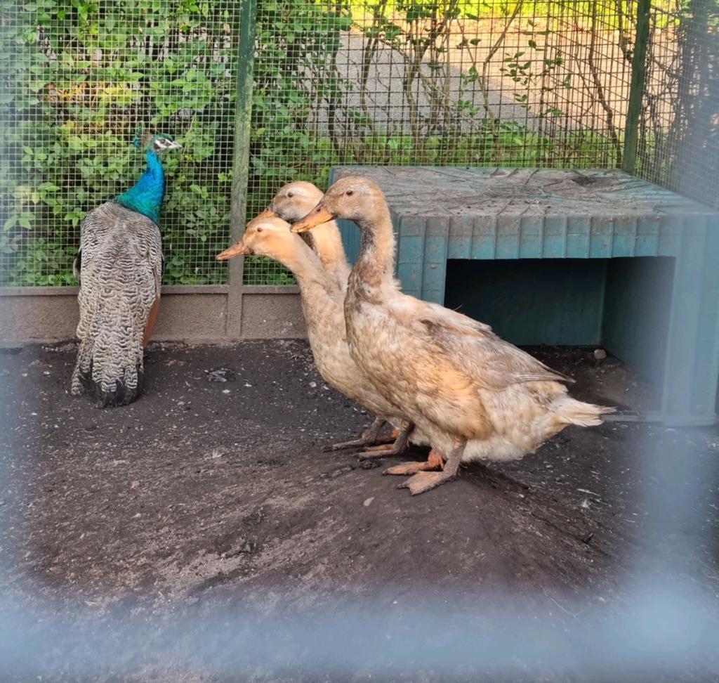 3 fantastische Saksen eend VROUWTJES Saksische eenden, Dieren en Toebehoren, Pluimvee, Vrouwelijk, Eend