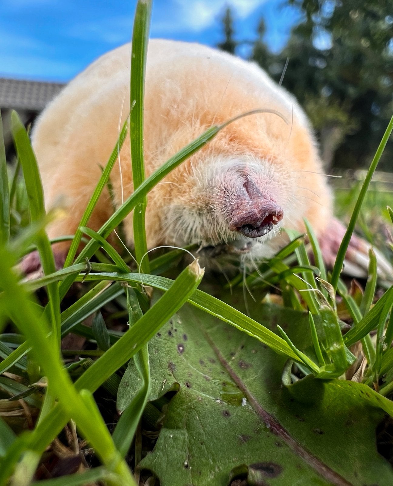 Zeldzame opgezette witte mol nieuw preparaat, Ophalen of Verzenden, Nieuw, Wild dier, Opgezet dier