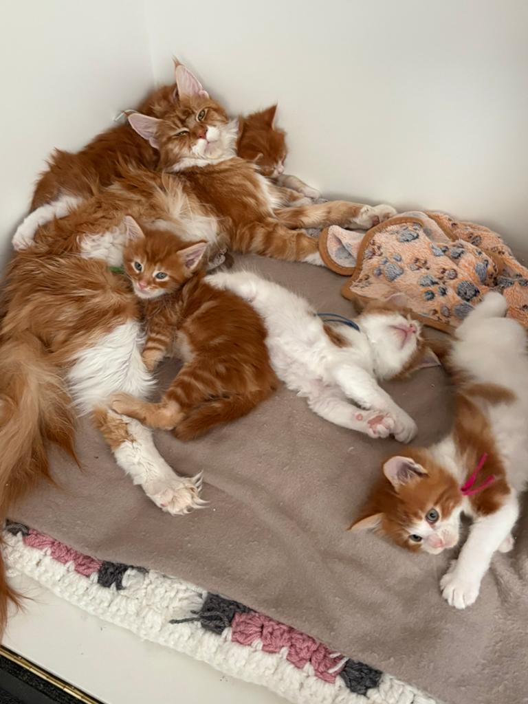Maine Coon kittens zonder stamboom, Meerdere dieren, Ontwormd, 0 tot 2 jaar
