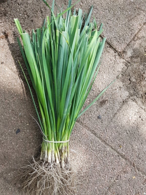 Preiplanten Winter per post/ophalen, Ophalen, Overige soorten, Volle zon
