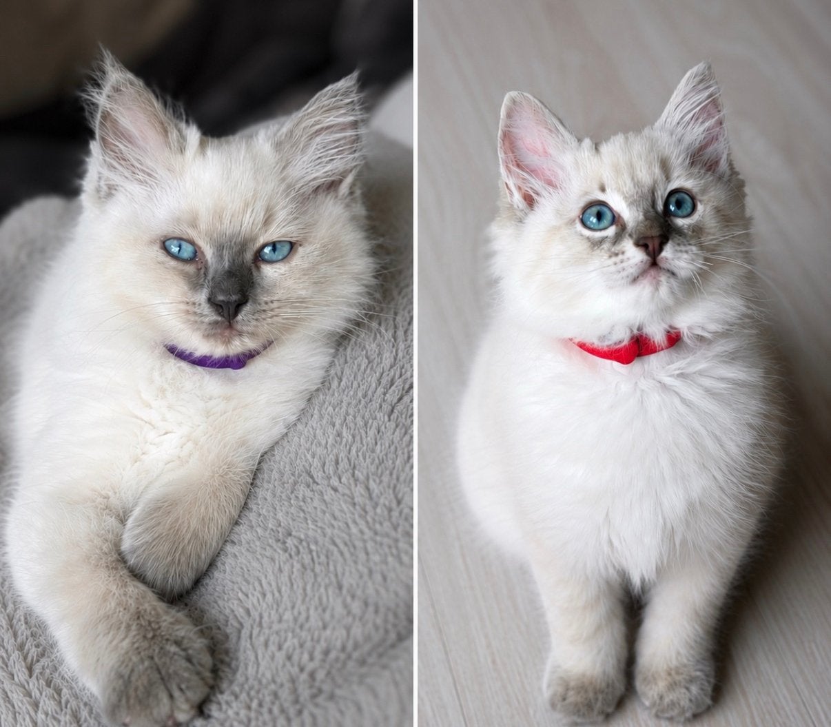 Nog 2 lieve Ragdoll katertjes | lynx & bluepoint, Dieren en Toebehoren, Katten en Kittens | Raskatten | Langhaar, Kater, Ontwormd