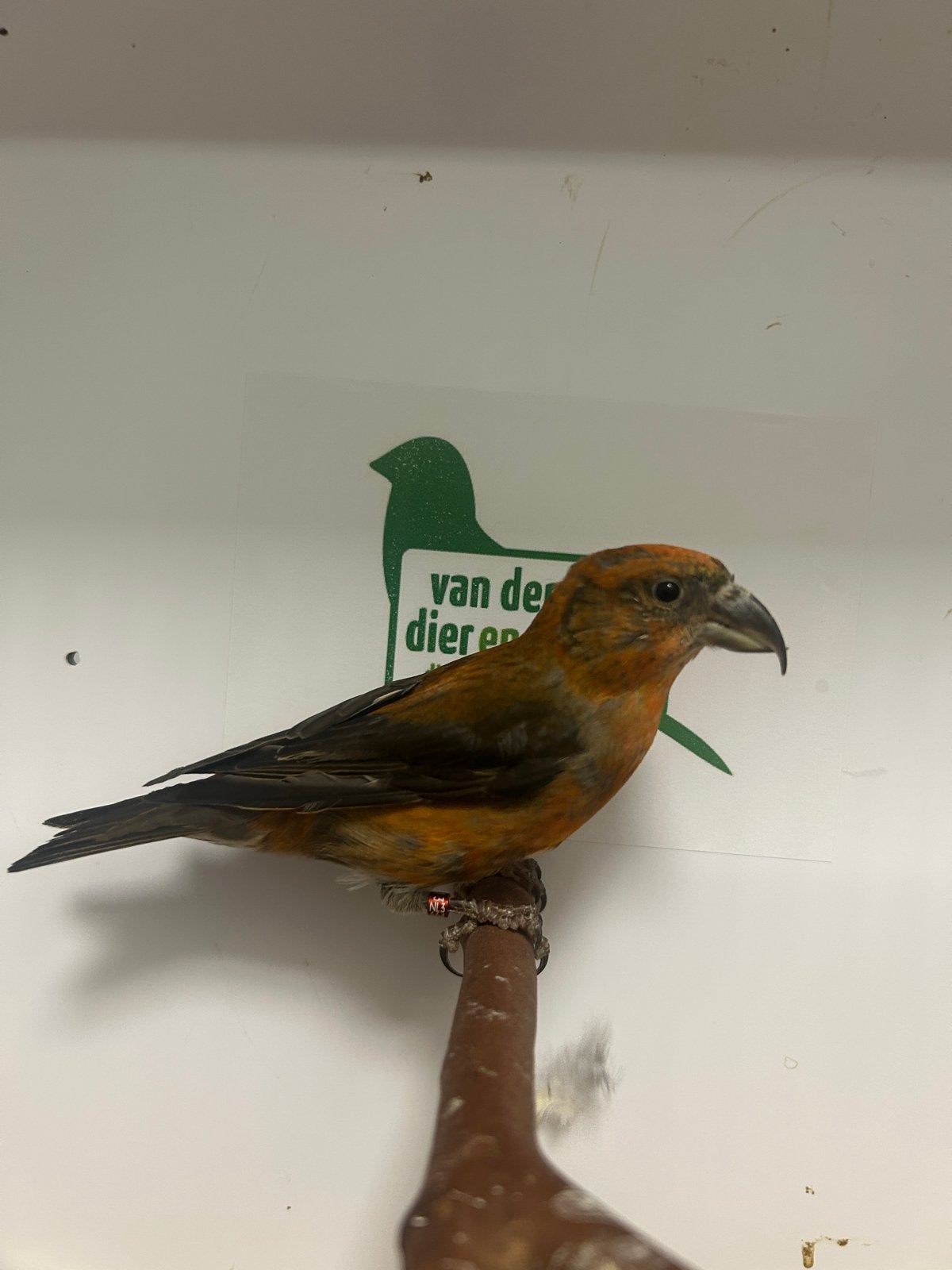 1-4 kruisbek, Meerdere dieren, Wildzangvogel, Geringd