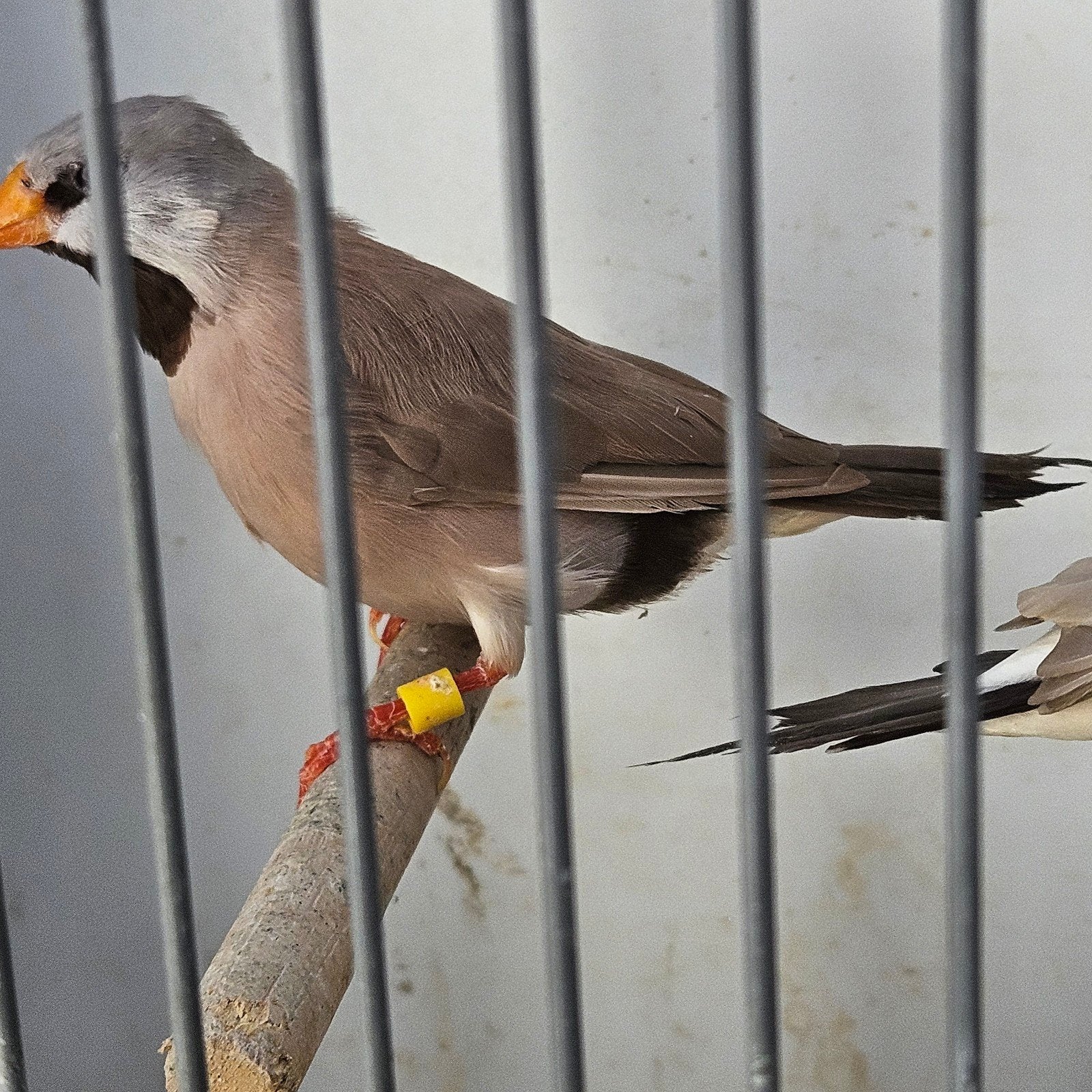 Div mutatie spitsstaart amadines, Dieren en Toebehoren, Meerdere dieren, Tropenvogel