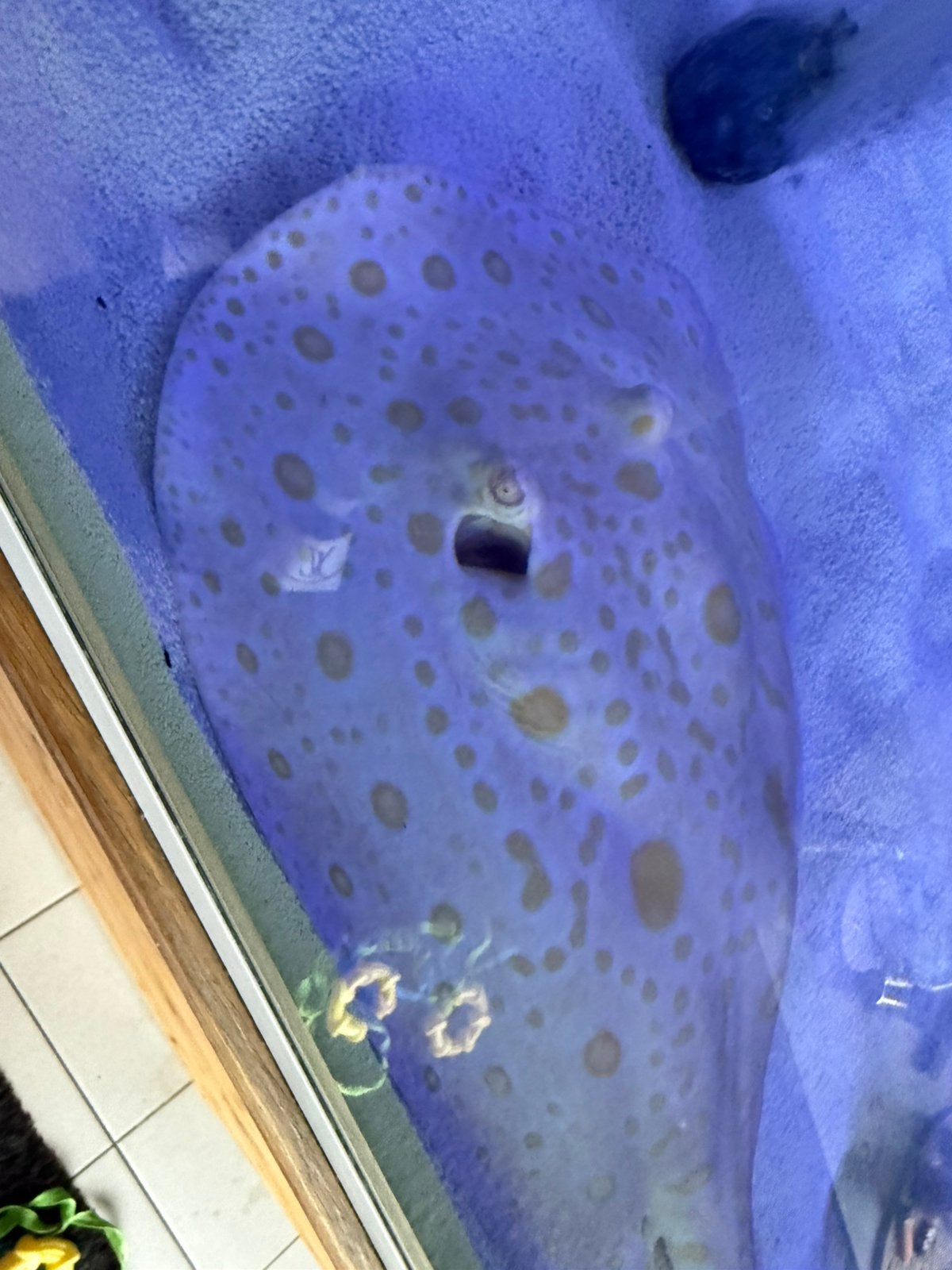 Potamotrygon white diamants, Dieren en Toebehoren