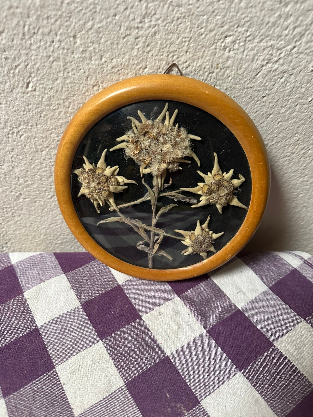 Edelweiss in lijstje, Ophalen of Verzenden