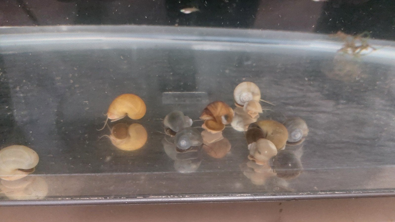 Appelslakken, Dieren en Toebehoren, Vis