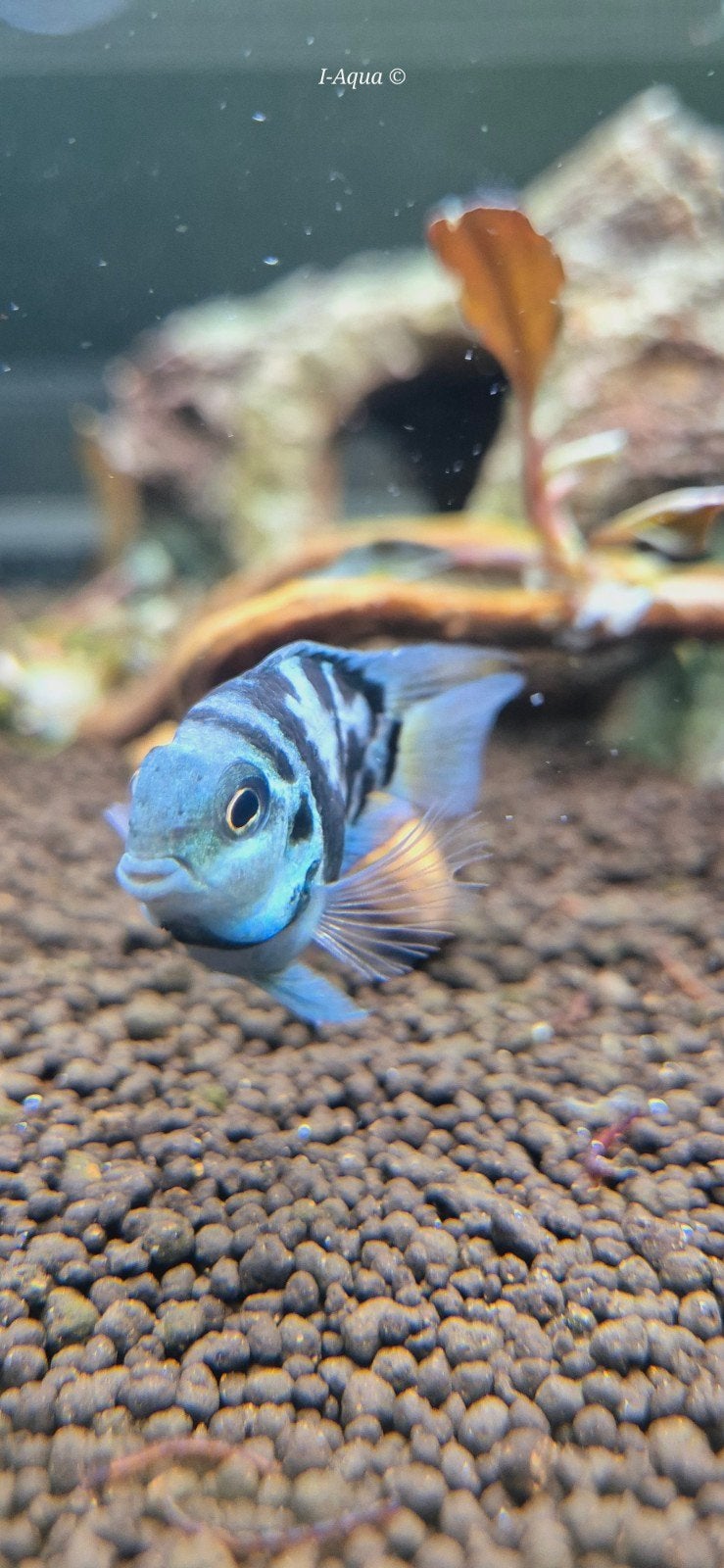 Polar blue/white Cichliden aquarium bezorging, Dieren en Toebehoren, Vis