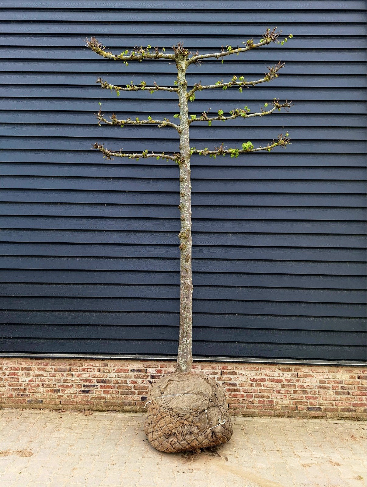 Tilia 'pallida'❗️🌿voorgeleide Leilinde️🍀❗️ Koningslinde 🌳, Ophalen, Volle zon, Overige soorten