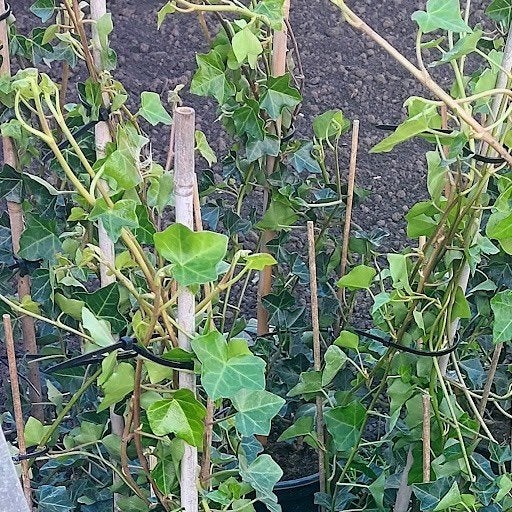 Hedera planten, Tuin en Terras, Ophalen, Vaste plant, Bloeit niet, Halfschaduw