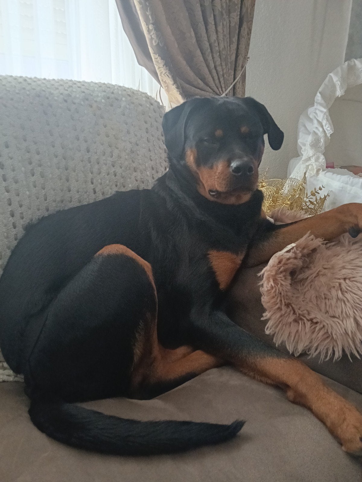 Rotweiler teef, Dieren en Toebehoren, Honden | Niet-rashonden, 15 weken tot 1 jaar, Teef, Eén hond, Nederland