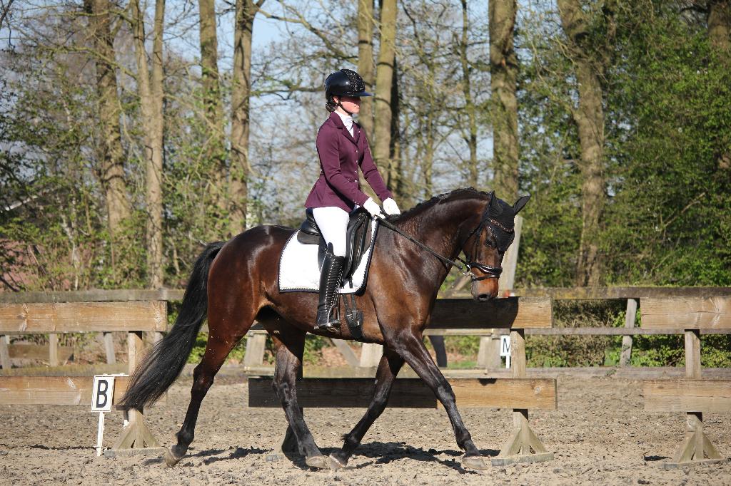 Werkwillig dressuurpaard aangeboden, Merrie, Met stamboom, Dressuurpaard, L