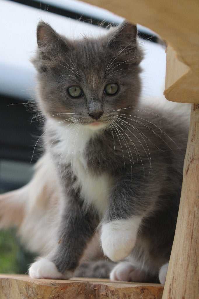 🌈 100% raszuivere Ragdoll kittens 💟, Meerdere dieren, Gechipt, 0 tot 2 jaar