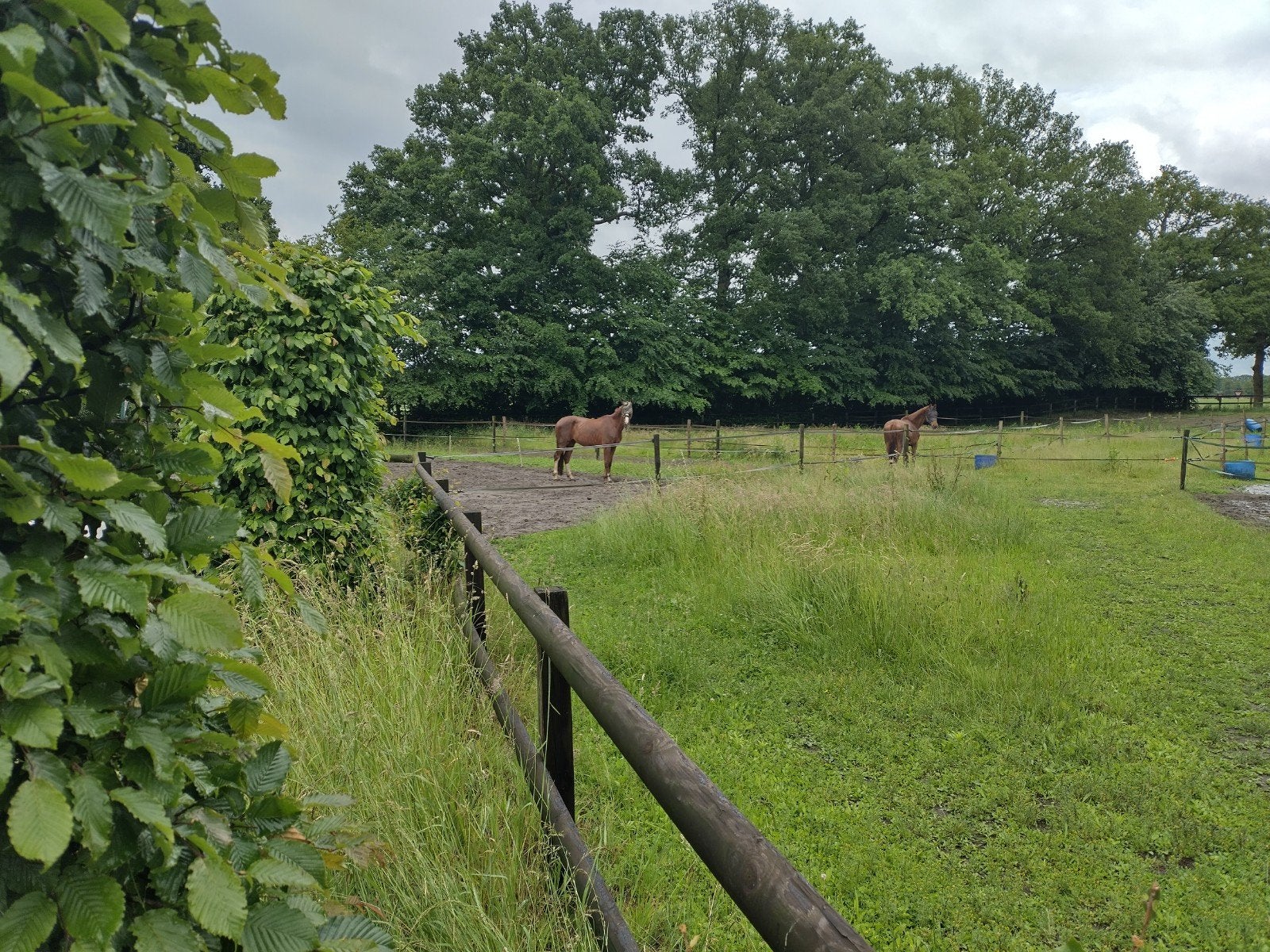 Rustige pension stallen te huur wegens verhuizing., Dieren en Toebehoren, Stalling, 4 paarden of pony's of meer