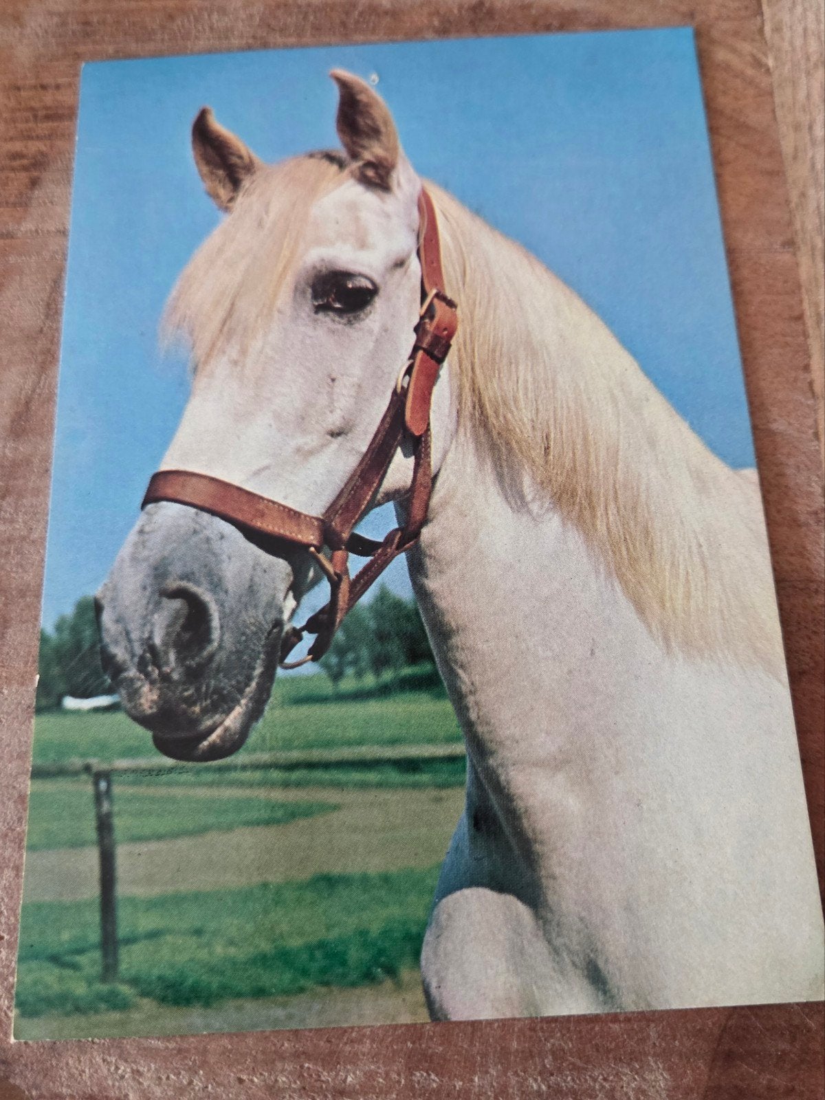 Vintage Ansichtkaart Wit Paard, Verzamelen, Verzenden, 1960 tot 1980, Ongelopen, Paard