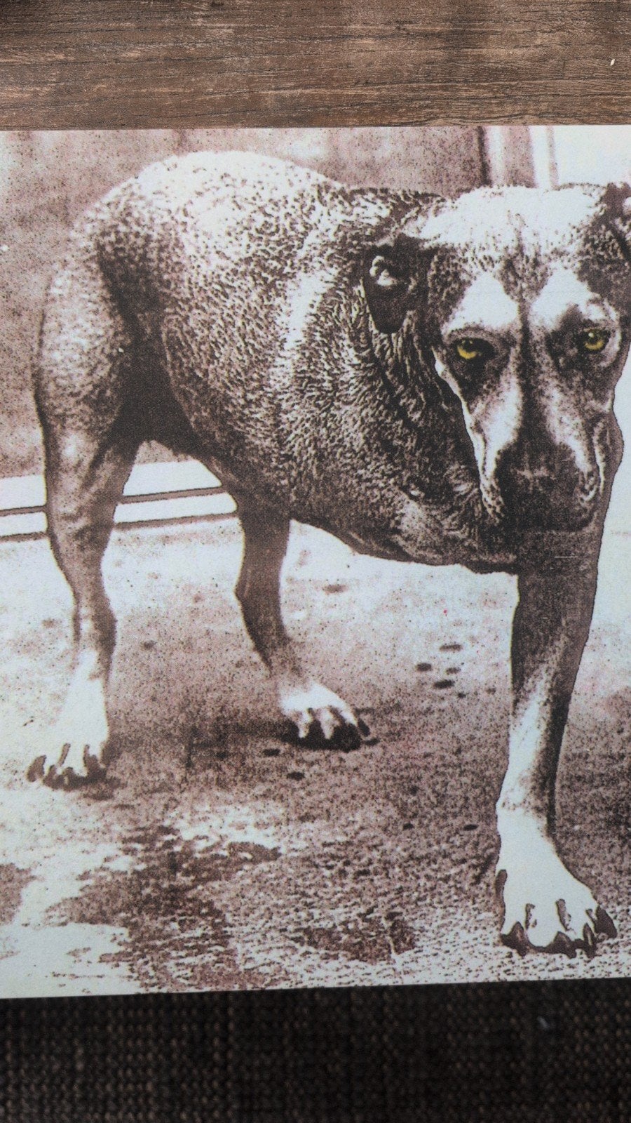 Alice in Chains - Alice in Chains LP - onofficiële uitgave, Cd's en Dvd's, Ophalen of Verzenden, 12 inch, Alternative Rock, Dubbel-LP
