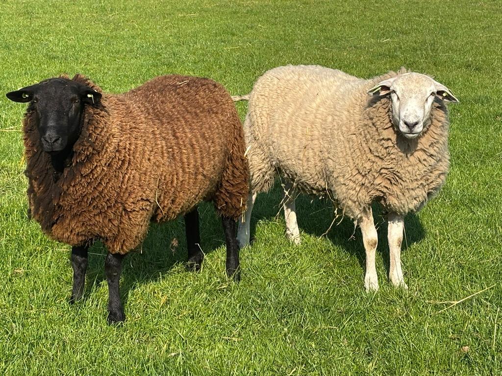 Schapen, Mannelijk, Schaap