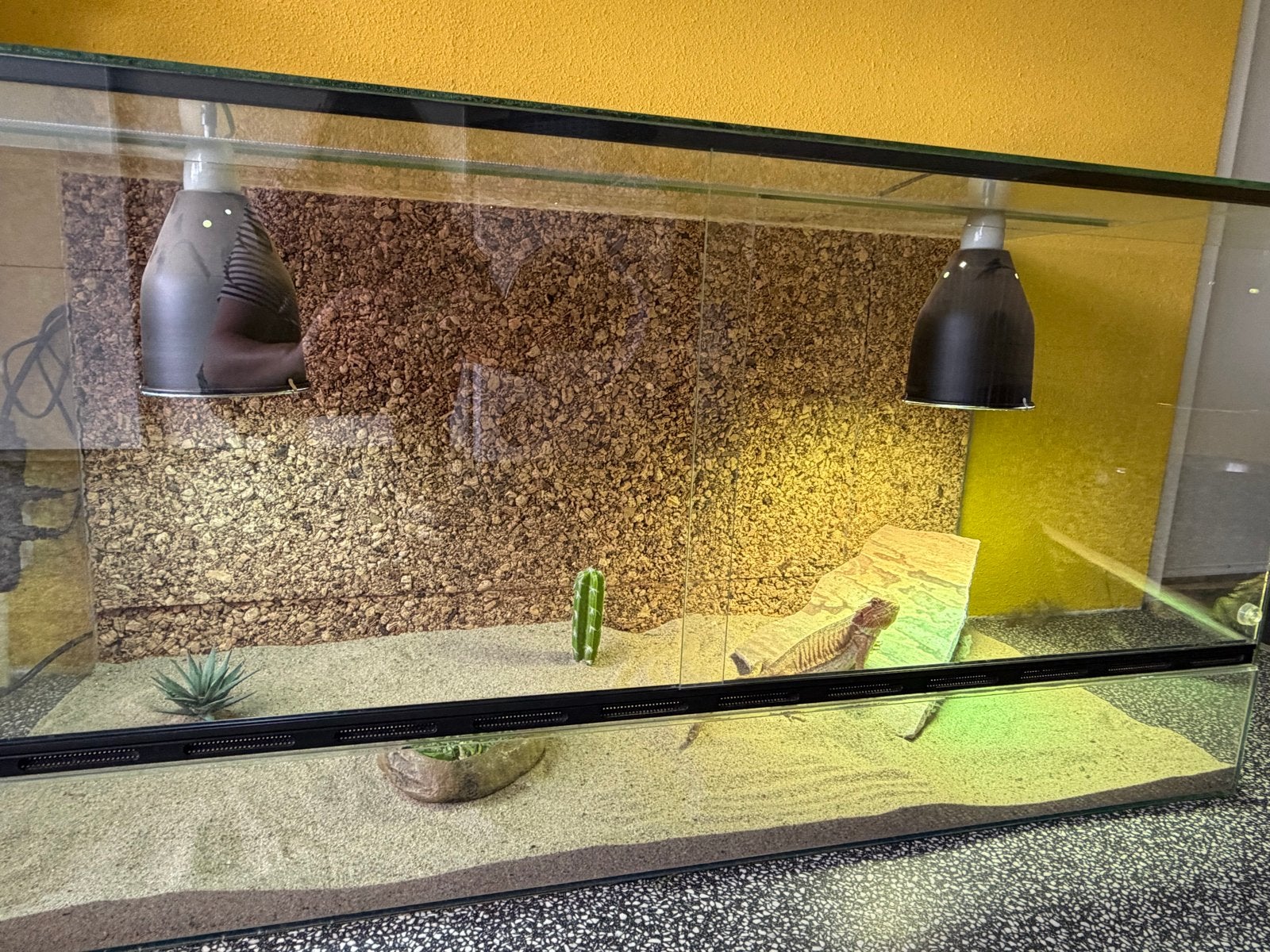 Mooie baardagaam, ongeveer 3 jaar oud. Bearded Dragon photo 2
