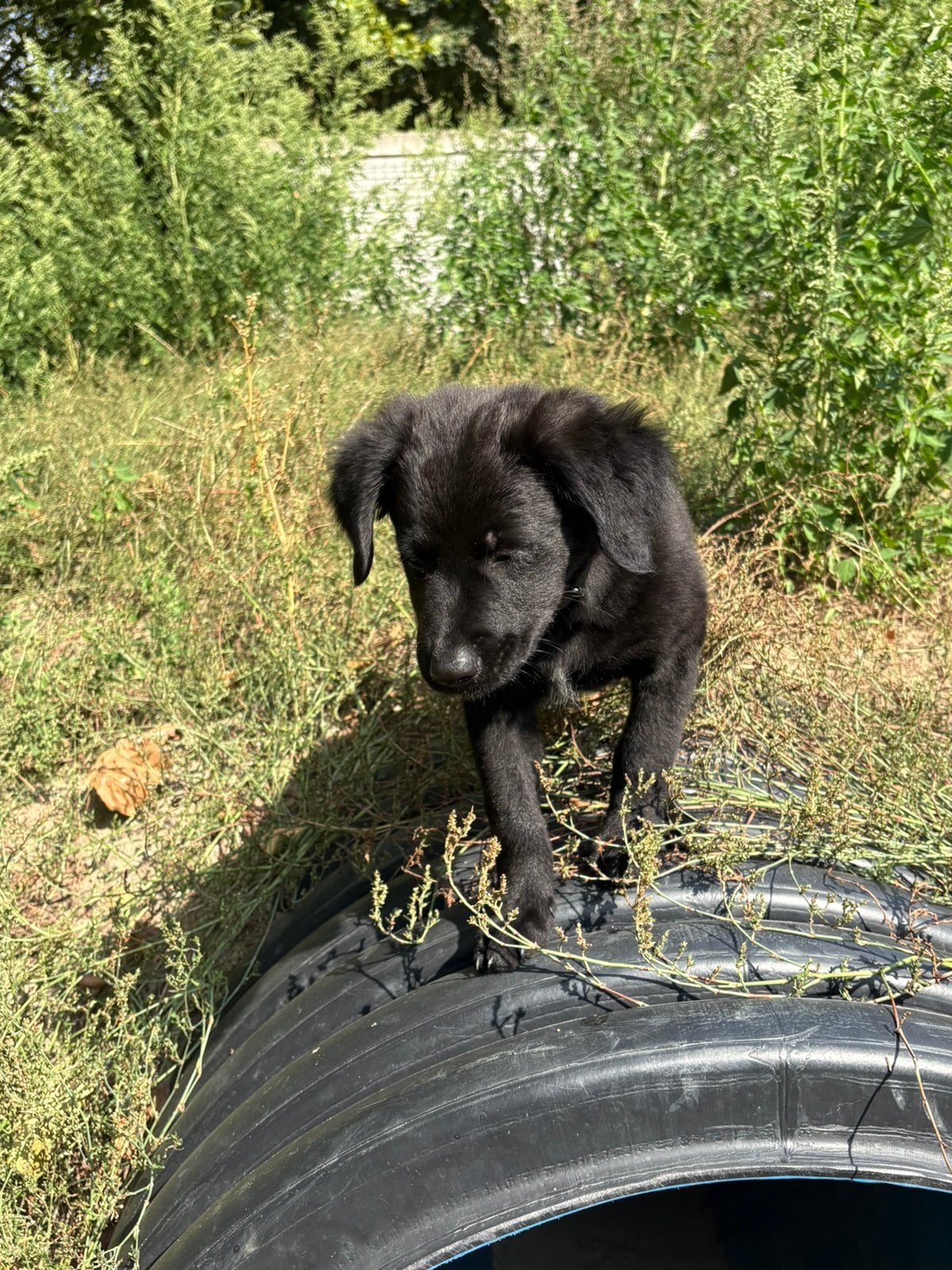 Hollandse herder X friese stabij, Dieren en Toebehoren, Honden | Niet-rashonden, Reu, 8 tot 15 weken, Eén hond, Middel