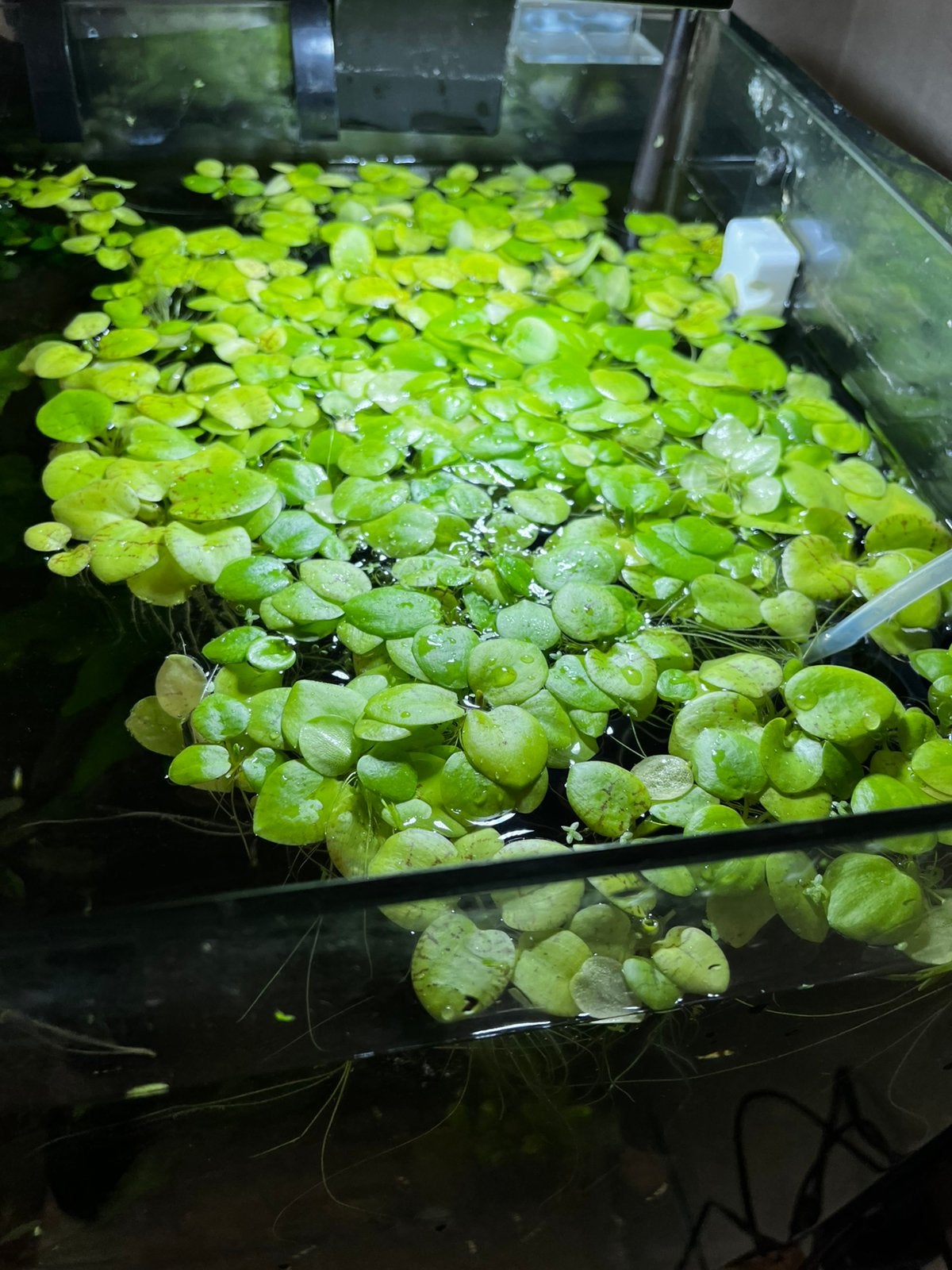 Kikkerbeet voor aquarium, Dieren en Toebehoren, Vis