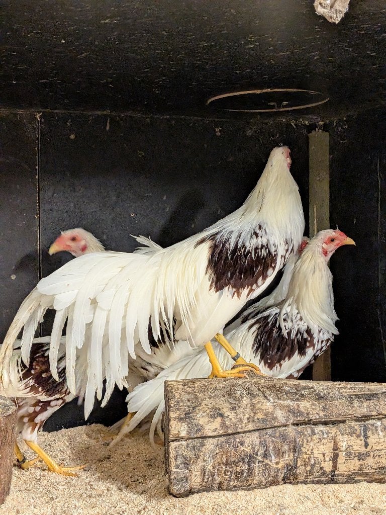 Yokohama kriel haan, Dieren en Toebehoren, Mannelijk, Kip