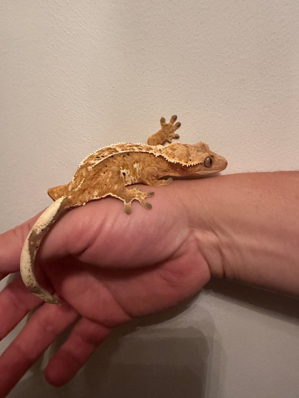 Wimpergekko gekko volwassen vrouw 2,5 jaar, Dieren en Toebehoren, Reptielen en Amfibieën, Hagedis, 3 tot 6 jaar