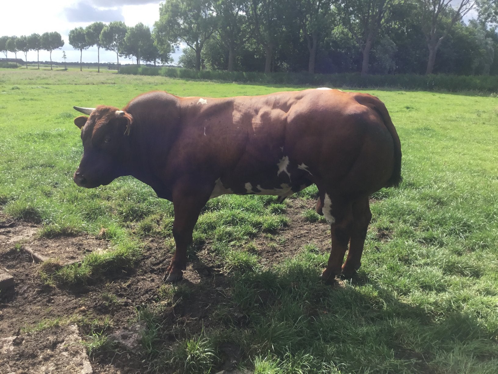 Te koop dikbil dek stier, Dieren en Toebehoren, Runderen, Mannelijk