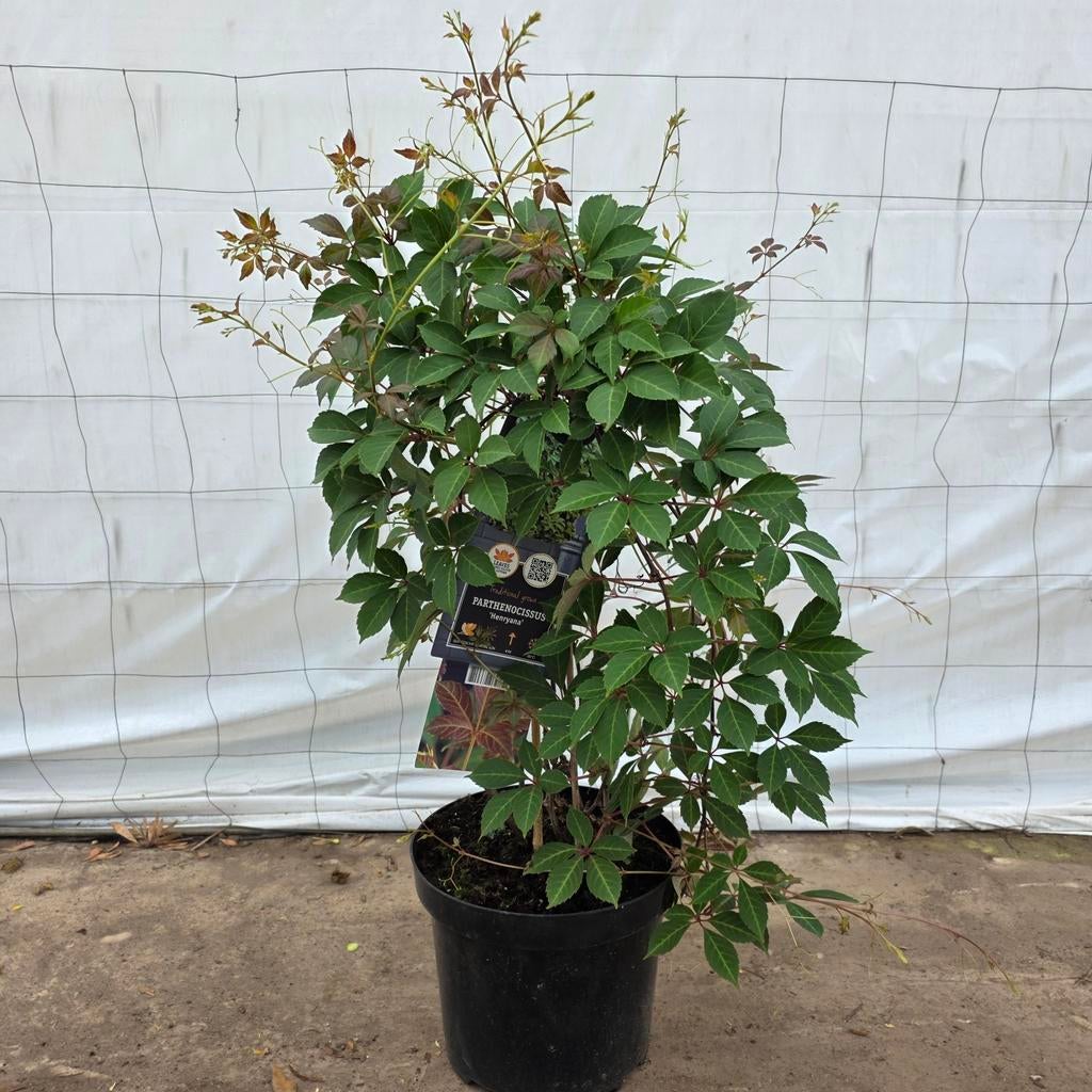 Parthenocissus 'Henryana' - Chinese wilde wingerd, Ophalen, Vaste plant, Klimplanten, Halfschaduw