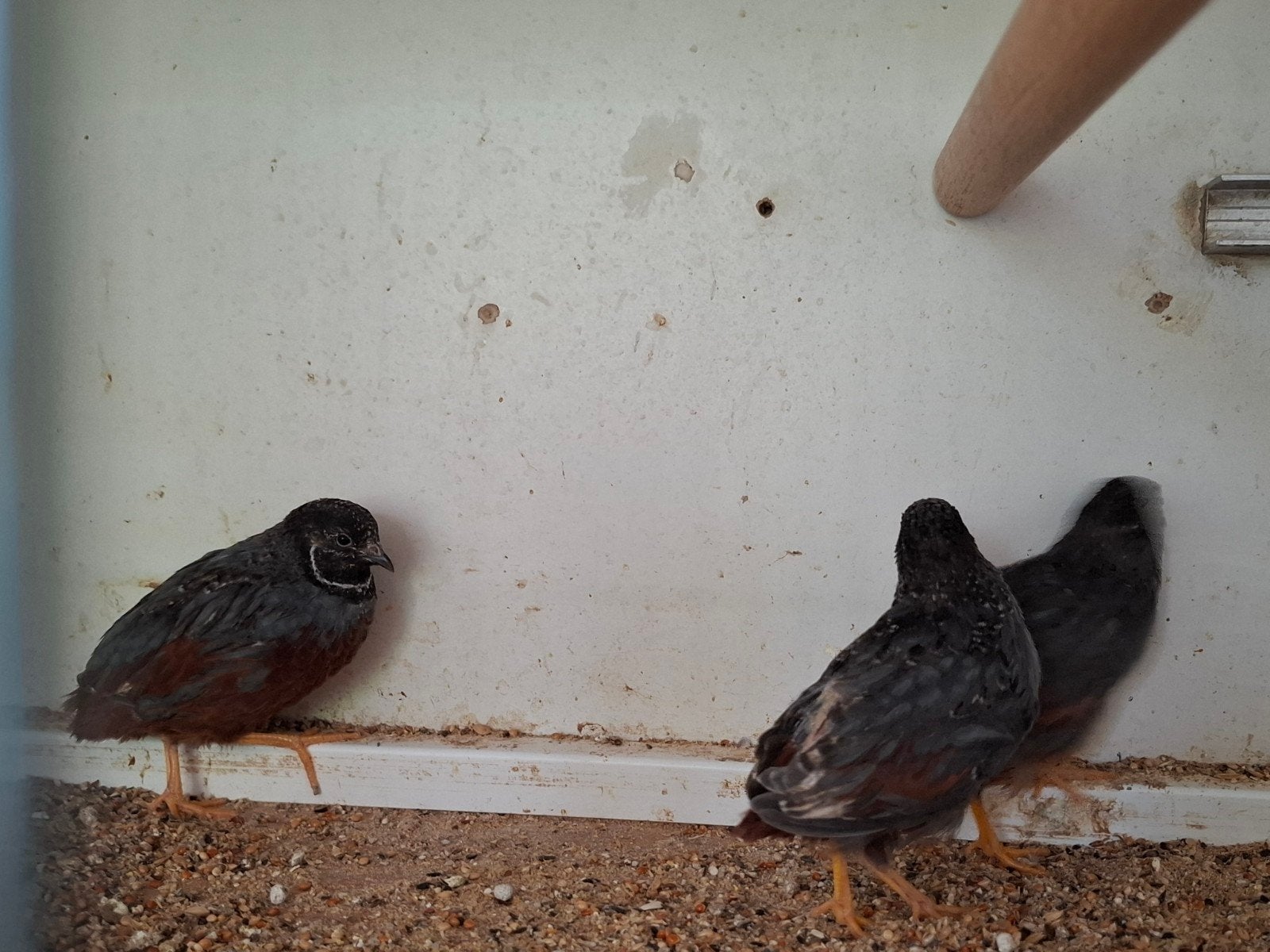 jonge chinese dwergkwartels  Hanen, Dieren en Toebehoren, Mannelijk