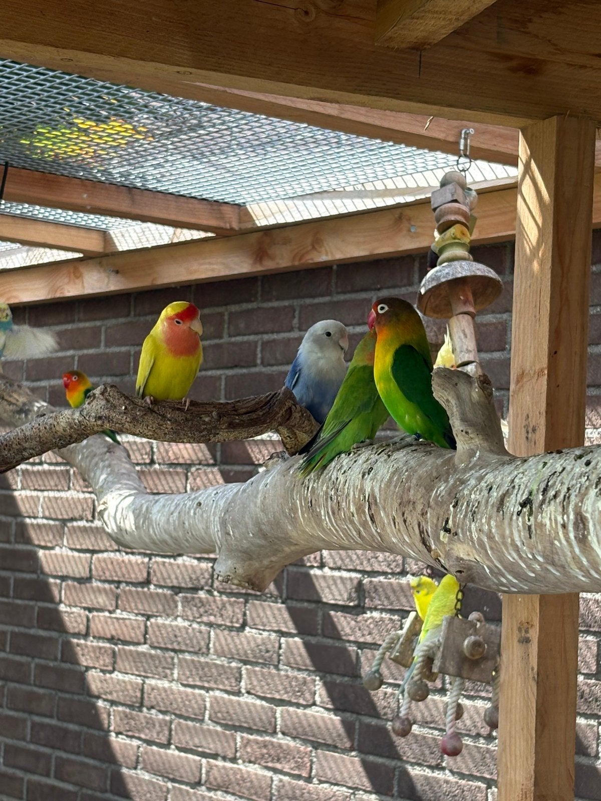 Jonge agapornissen, Meerdere dieren, Dwergpapegaai of Agapornis